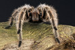 Surinam Pinktoe tarantula / Avicularia metallica
