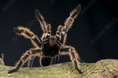 Photo: Peruvian pinktoe tarantula / Avicularia urticans Peruvian pinktoe tarantula / Avicularia urticans