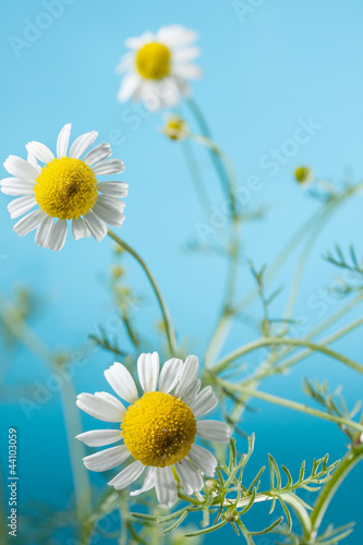 Photo: Chamomile Blossoms Chamomile Blossoms