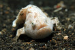 Painted Frogfish (Antennarius Pictus), Lembeh Strait, Indonesia
