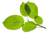 Apfelbaum Blatt Zweig