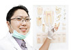 Dentist explaining dental anatomy