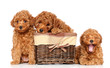 Toy poodle puppies