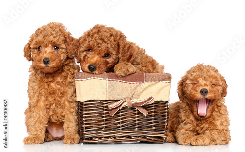 Photo: Toy poodle puppies Toy poodle puppies