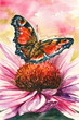 Illustration: Red butterfly - European Peacock on a flower Red butterfly - European Peacock on a flower