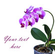 pink orchid in the pot