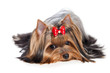Yorkshire terrier dog on white background