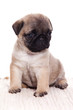Pug dog on white background