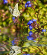 Closeup Butterfly on Flower 