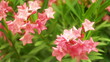 Pink oleander flowers wiggling under the wind