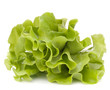 Fresh lettuce salad leaves bunch