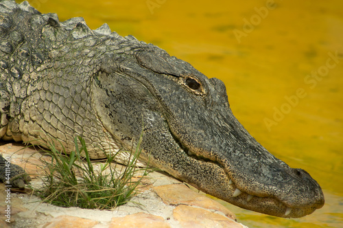 Photo: American Alligator American Alligator