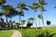 Palm trees, Maui