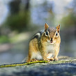 Photo: Wild chipmunk Wild chipmunk