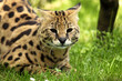 serval (Leptailurus serval) 
