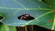 Video: larva eating green leaf larva eating green leaf
