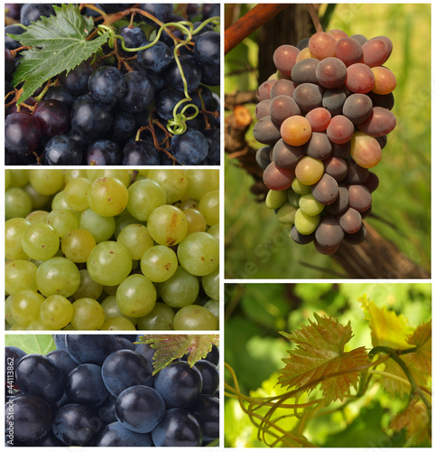 Foto: winemaking art winemaking art