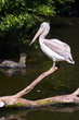 A Dalmatian Pelican