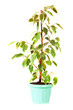 Ficus Benjamina  in  pot. Isolated on white
