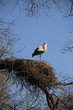 Weißstorch