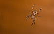 Spinne -  Araneus diadematus