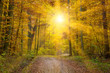 Foto: Sonne im Herbstwald, schwäbische Alb Sonne im Herbstwald, schwäbische Alb