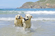 Two golden retriever dogs coming with stick out of the sea