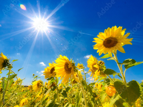 Fototapeta Sunflowers field