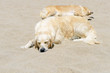 sleeping golden retrievers on sandy beach
