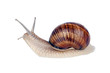 Foto: Garden spiral snail isolated on white background Garden spiral snail isolated on white background