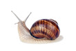 Foto: Garden spiral snail isolated on white background Garden spiral snail isolated on white background