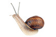 Foto: Garden spiral snail isolated on white background Garden spiral snail isolated on white background