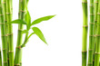 bamboo background