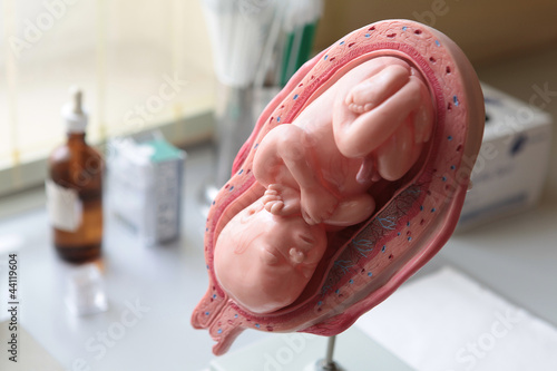 Foto: Modell eines menschlichen Foetus Modell eines menschlichen Foetus