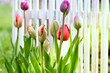 Tulpen im Vorgarten