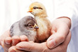 two day-old chicken on a hand