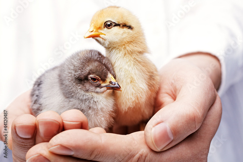 Photo: two day-old chicken on a hand two day-old chicken on a hand