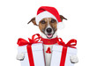 christmas dog