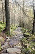 Woodland Walk