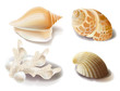 set of seashells and coral