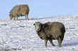 Lakeland Sheep