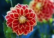 Große rot weiße Blüte