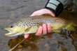 Release of a colorful Brown Trout by a fly fisherman