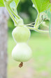 ひょうたん