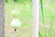 ひょうたん