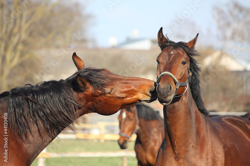 Photo: Two bay horses playing Two bay horses playing