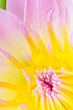 Closeup waterlily flower