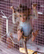 Forlorn pet monkey