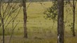 Wilde Kängurus in Australien