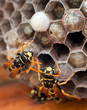 Genera Vespula and Dolichovespula, or yellow jackets